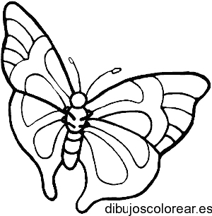 Dibujo de una mariposa monarca para colorear