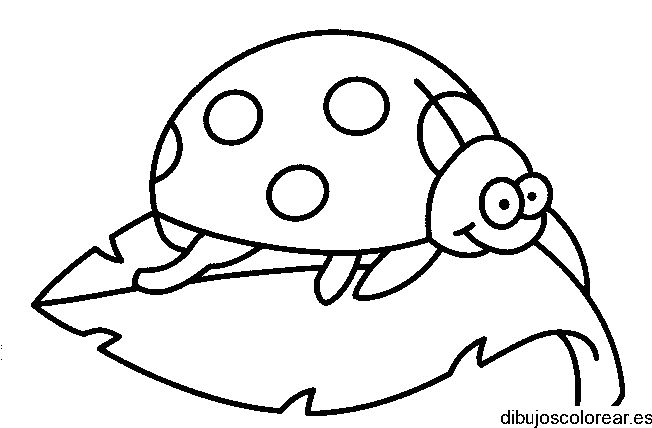 Dibujo de una mariquita para colorear
