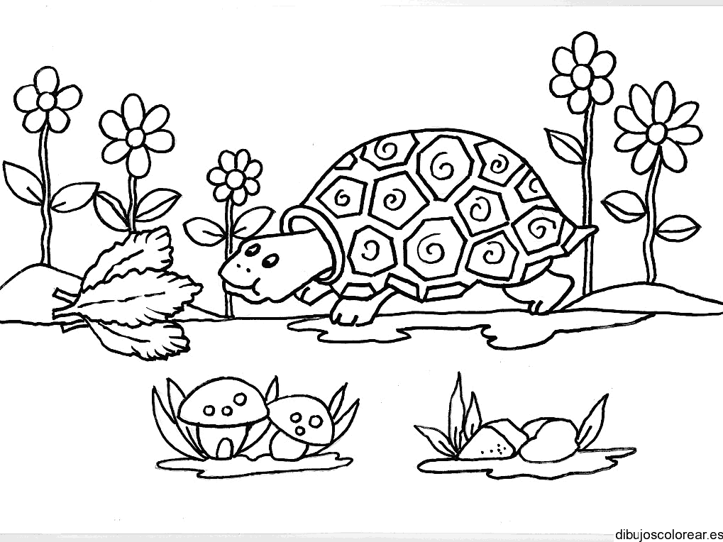 Dibujo de una tortuga en el lago para colorear