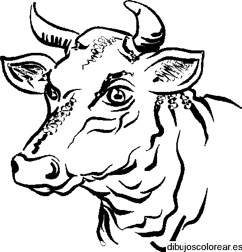 Dibujo del rostro de una vaca para colorear