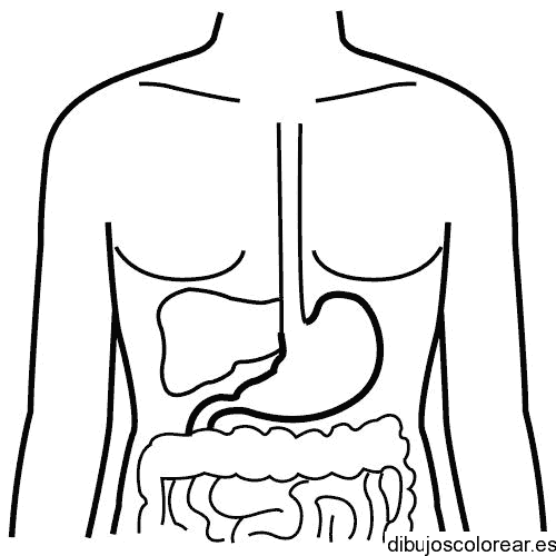 Dibujo del sistema digestivo para colorear