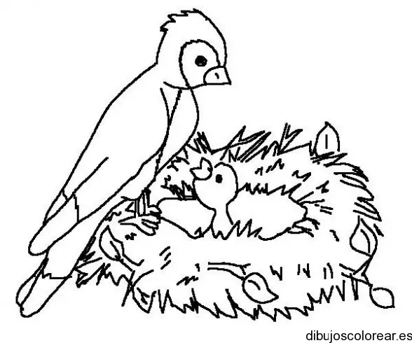 Dibujo familia de pájaros para colorear