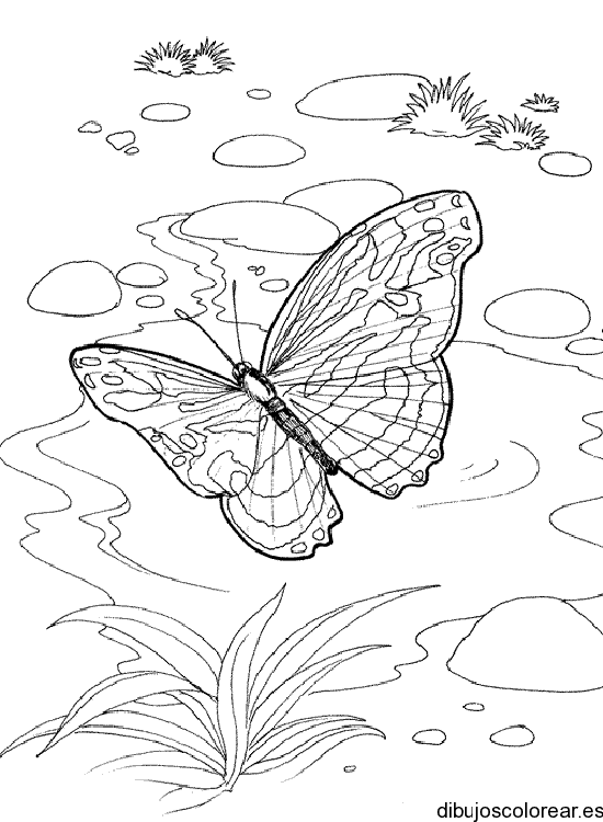 Una mariposa para colorear